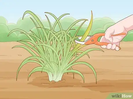 Image titled Prune Daylily Step 2