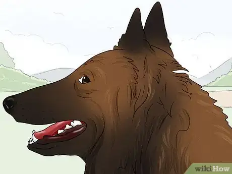 Image titled Identify a Belgian Sheepdog Step 2