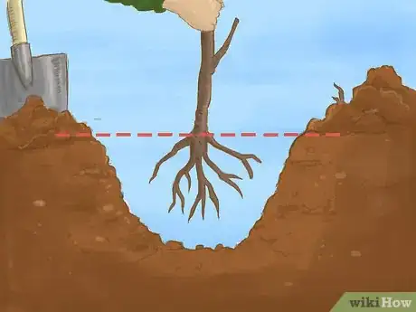 Image titled Plant a Bare Root Tree Step 5