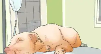 Prevent Canine Distemper