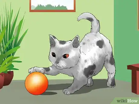 Image titled Prevent Kidney Disease in Cats Step 8