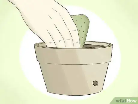 Image titled Grow Cactus in Containers Step 6