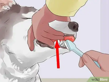 Image titled Groom a Short Haired Dog Step 13