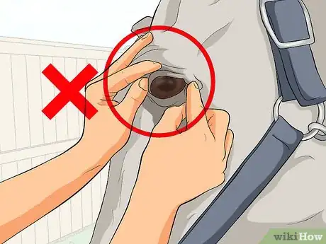 Image titled Protect an Injured Eye on a Horse Step 3