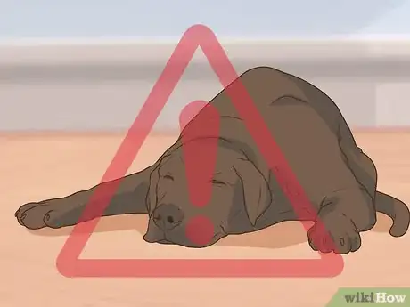 Image titled Get a Complete Geriatric Work Up for Your Dog Step 2