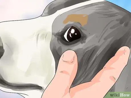 Image titled Diagnose Canine Eye Infections Step 1