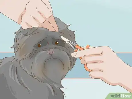 Image titled Groom an Affenpinscher Step 10