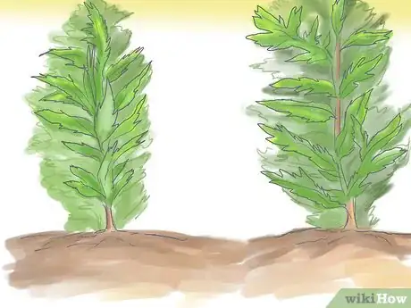 Image titled Grow Mugwort (Artemisia) Step 3