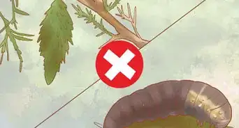 Plant Leyland Cypress