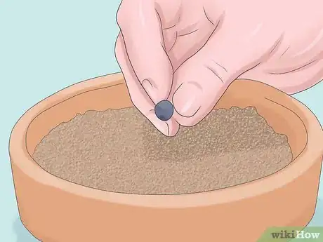 Image titled Grow Sage Step 3