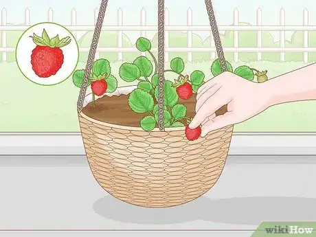 Image titled Grow Strawberries in Hanging Baskets Step 19