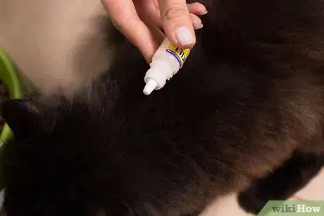 Image titled Care for Long Haired Cats Step 6