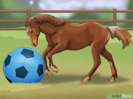 Image titled Stop Your Horse from Chewing Things Step 4
