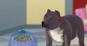 Feed an American Bully Puppy