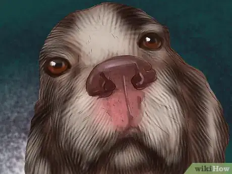 Image titled Diagnose the Cause of Dry Nose in Dogs Step 5