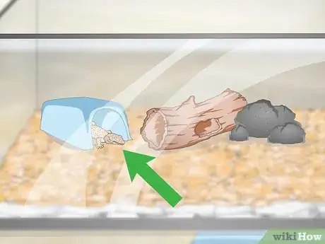 Image titled Care for a Tokay Gecko Step 7