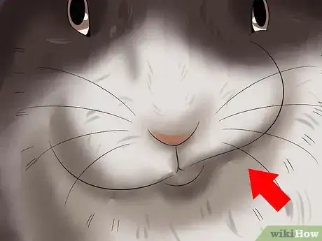 Image titled Diagnose Dental Problems in Rabbits Step 4