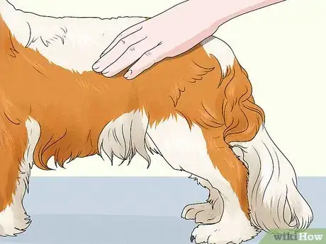 Image titled Identify a Cavalier King Charles Spaniel Step 7