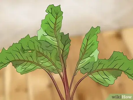 Image titled Choose Beetroot Step 4