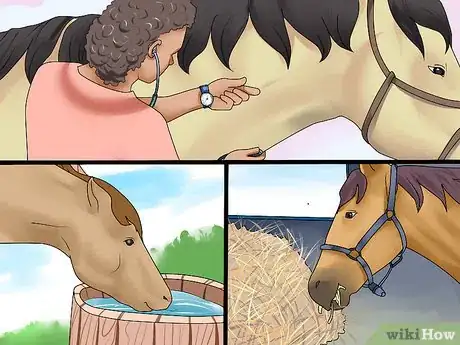 Image titled Take Your Horse on a Long Trailer Ride Step 17