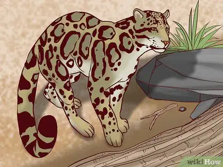 Image titled Identify Feline Species by Fur Step 9