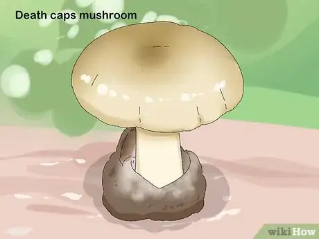 Image titled Identify Mushrooms Step 5
