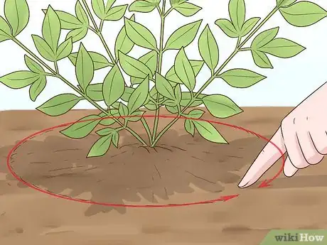 Image titled Prune Nandinas Step 10