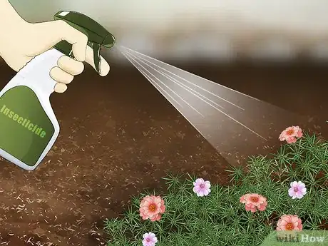 Image titled Grow Moss Rose Step 22