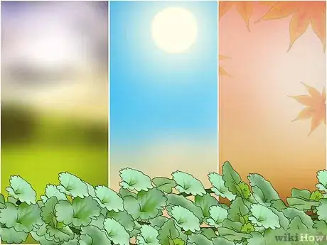 Image titled Harvest Creeping Charlie Step 1