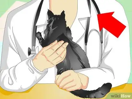 Image titled Tell If a Cat Is Neutered Step 8