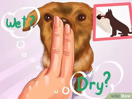 Image titled Diagnose the Cause of Dry Nose in Dogs Step 1