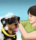 Know if You Can Care for a Rottweiler