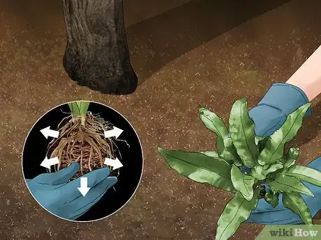 Image titled Plant Under a Tree Step 7