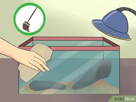 Image titled Care for Uromastyx Lizards Step 13