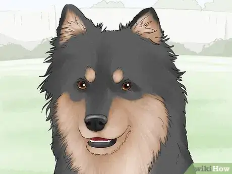 Image titled Identify a Finnish Lapphund Step 2