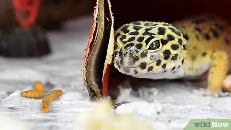 Image titled Feed a Leopard Gecko from Your Hand Step 4