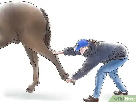 Image titled Stretch a Horse Step 9