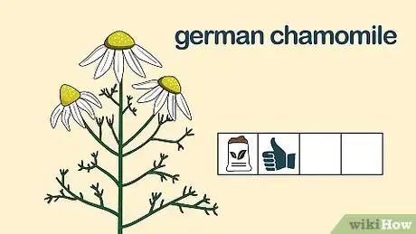Image titled Grow Chamomile Step 12