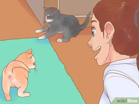 Image titled Adopt a Pair of Kittens Step 18