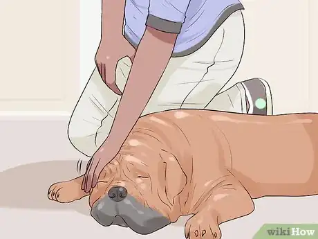 Image titled Treat Metabolic Disease in Older Dogs Step 10