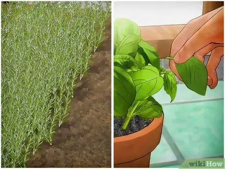 Image titled Plant a Culinary Herb Garden Step 3