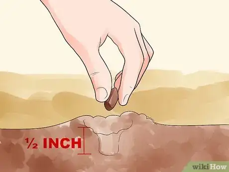 Image titled Grow Morning Glories Step 6