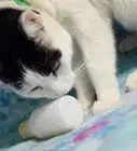 Make Kitten Toys