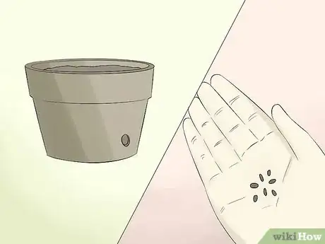 Image titled Grow Cactus in Containers Step 1