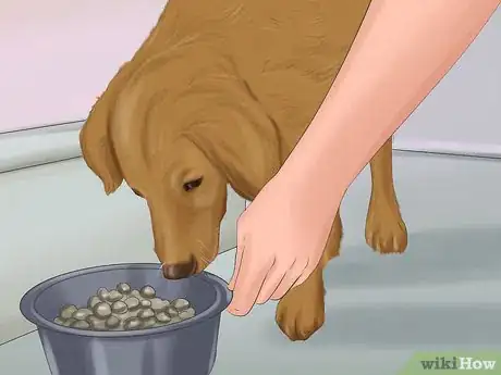 Image titled Make Sure That Your Dog Is Ok After Giving Birth Step 5