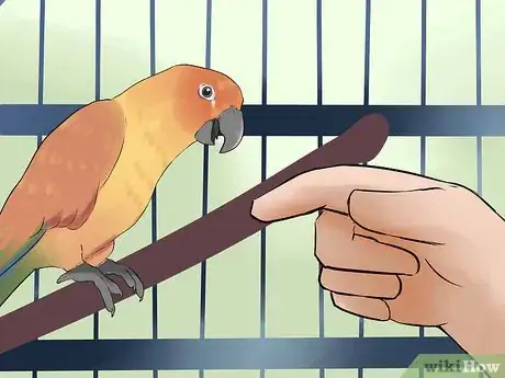 Image titled Teach a Conure to Talk Step 3