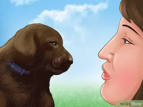 Image titled Buy a Chocolate Labrador Step 12