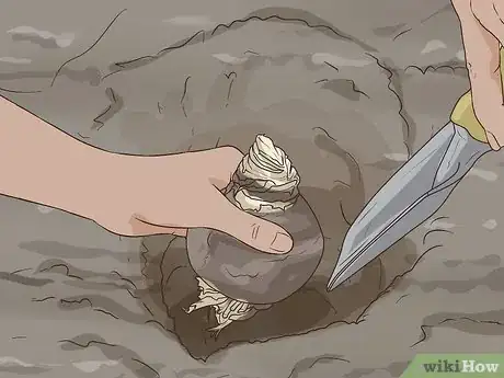 Image titled Plant Amaryllis Step 5