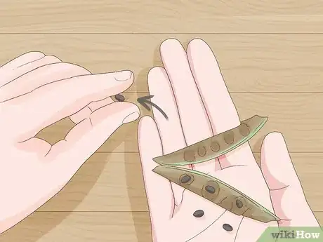 Image titled Grow a Redbud Tree from Seed Step 2