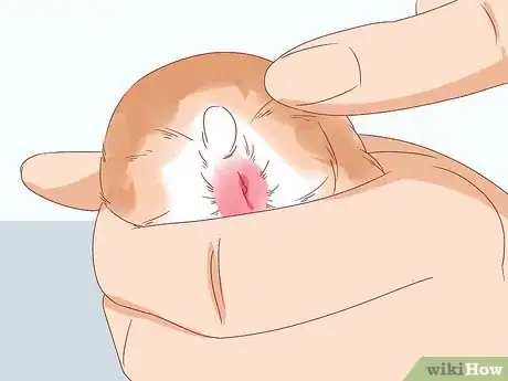 Image titled Diagnose Geriatric Diseases in Hamsters Step 7